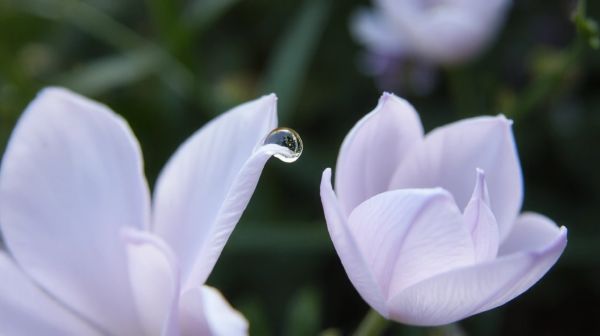 7 raisons pour lesquelles les fleurs de cbd améliorent votre bien-être